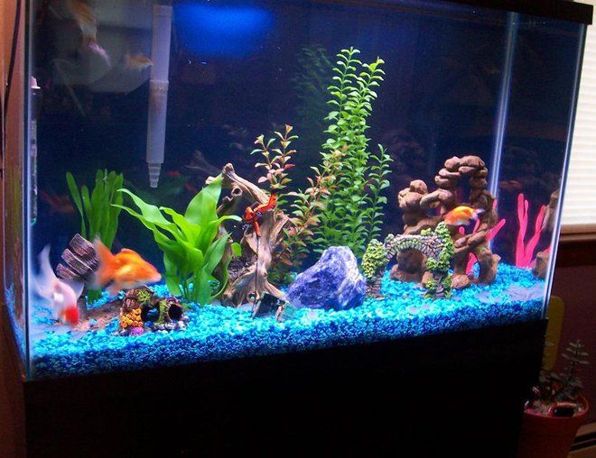 Fish Aquarium Tank